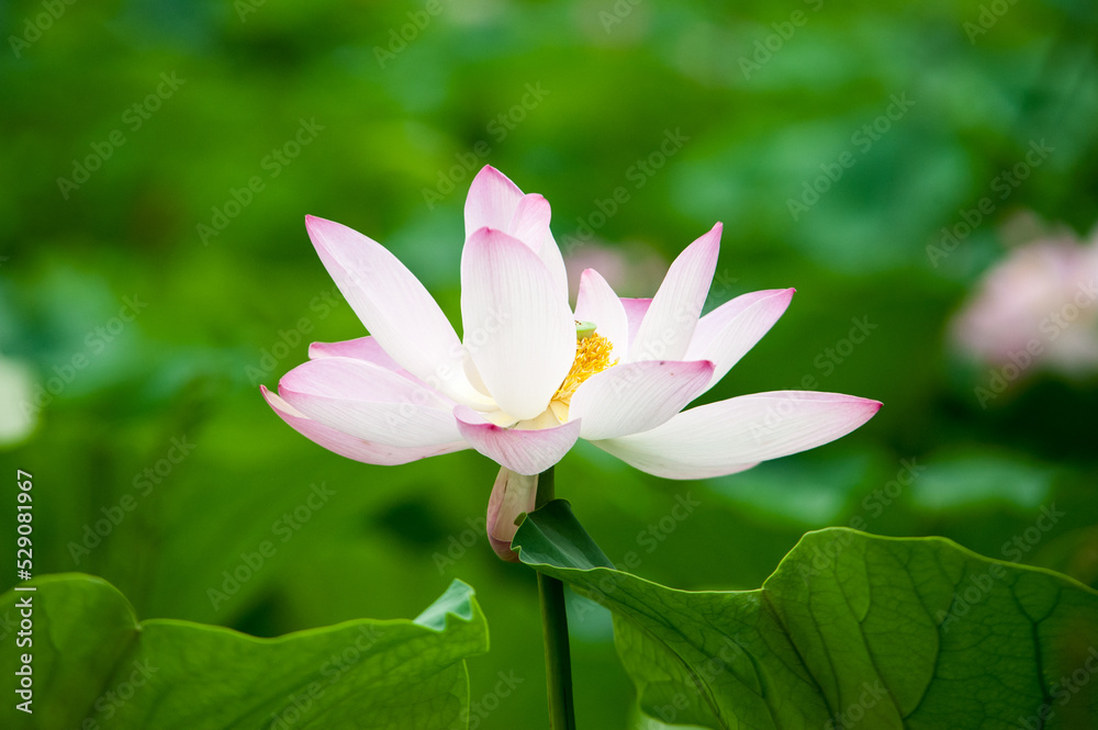 Lotus flowers blooming in summer at the Old Summer Palace in Beijing, China Lotus flowers blooming in summer at the Old Summer Palace in Beijing, China