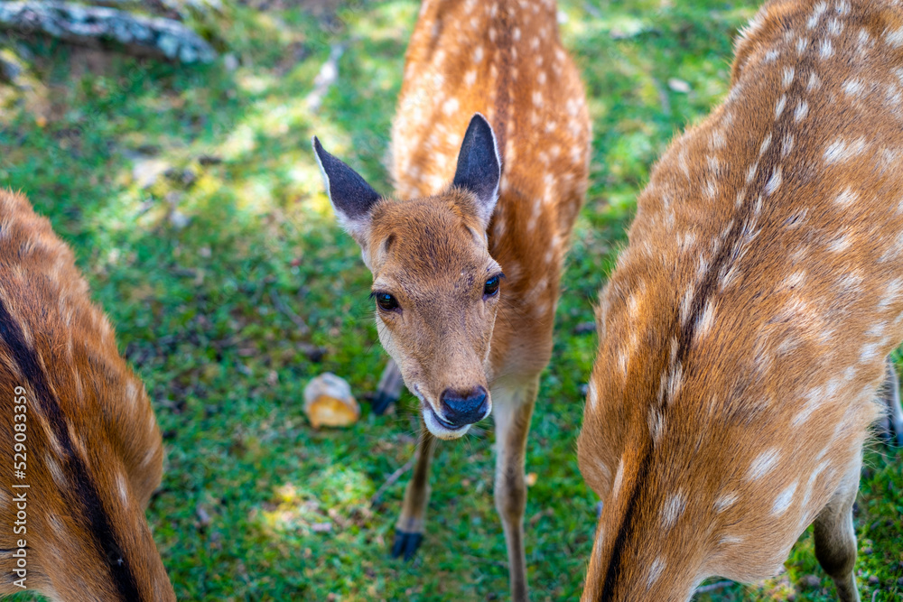 Fototapeta premium 【#奈良】奈良公園の鹿