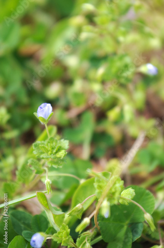 オオイヌノフグリの花のクローズアップ