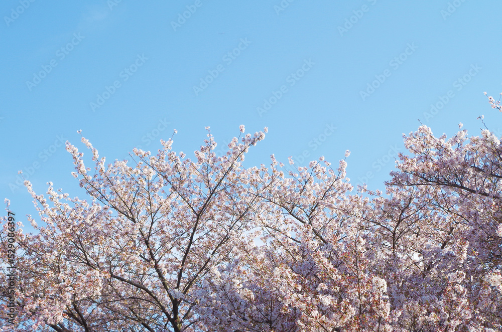 満開の桜と青空
