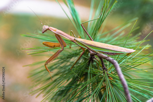 Mantis on the pine branch