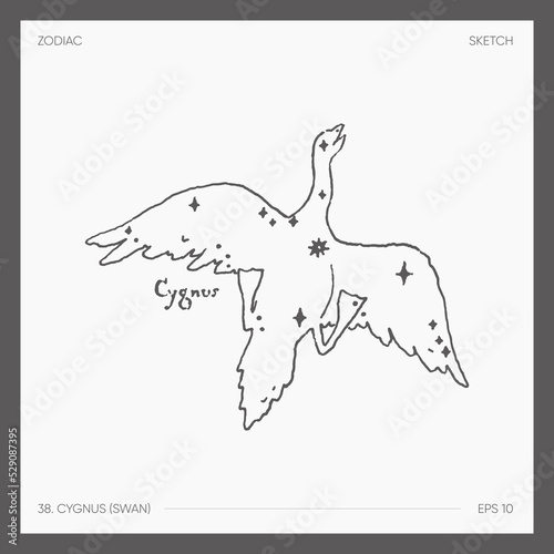 Illustration of astrological zodiac Cygnus Swan