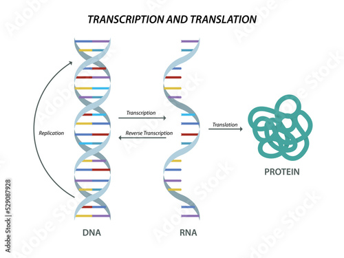 Scientific biological model DNA and RNA transcription and translation