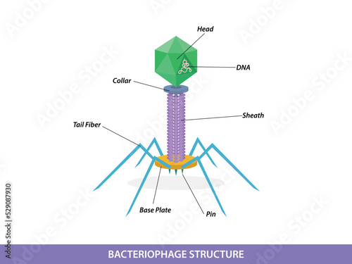 Structure of typical bacteriophage virus photo