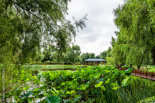 Landscape of Changchun Hundred Gardens in China with lotus flowers in full bloom