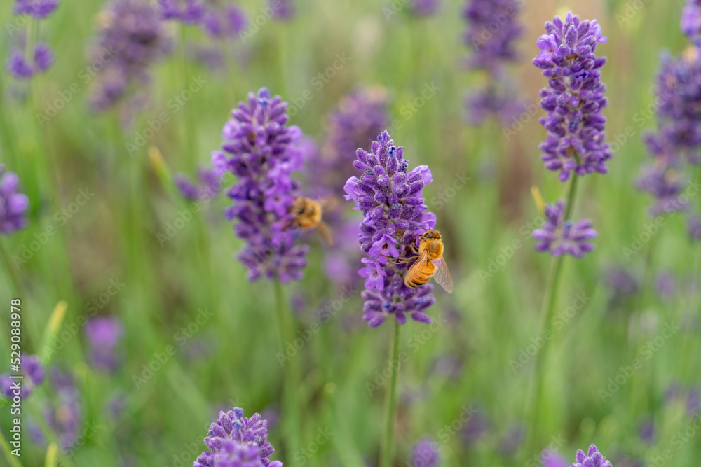 Bees on the lavender flowers. Bees on the lavender flowers.