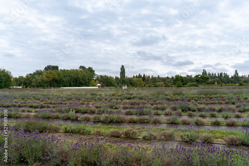 Lavender flowers in lavender land field