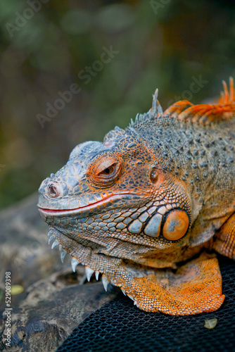 Closeup of orange iguana face side view.