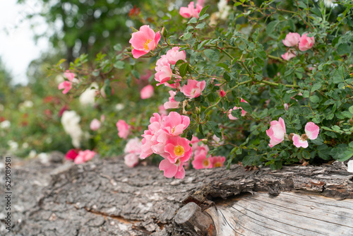 Natural flowers besider wood lumber