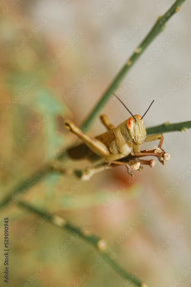 Fototapeta premium macro photography of the pest Valanga nigricornis is perching on the trunk of an orange tree whose leaves have been eaten.