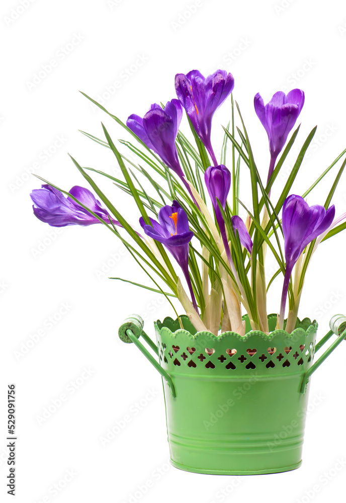 Crocus flower in the spring isolated on white.