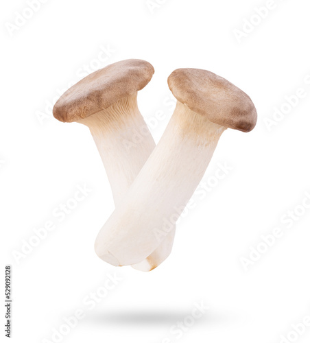Eryngii mushroom isolated on transparent (PNG)