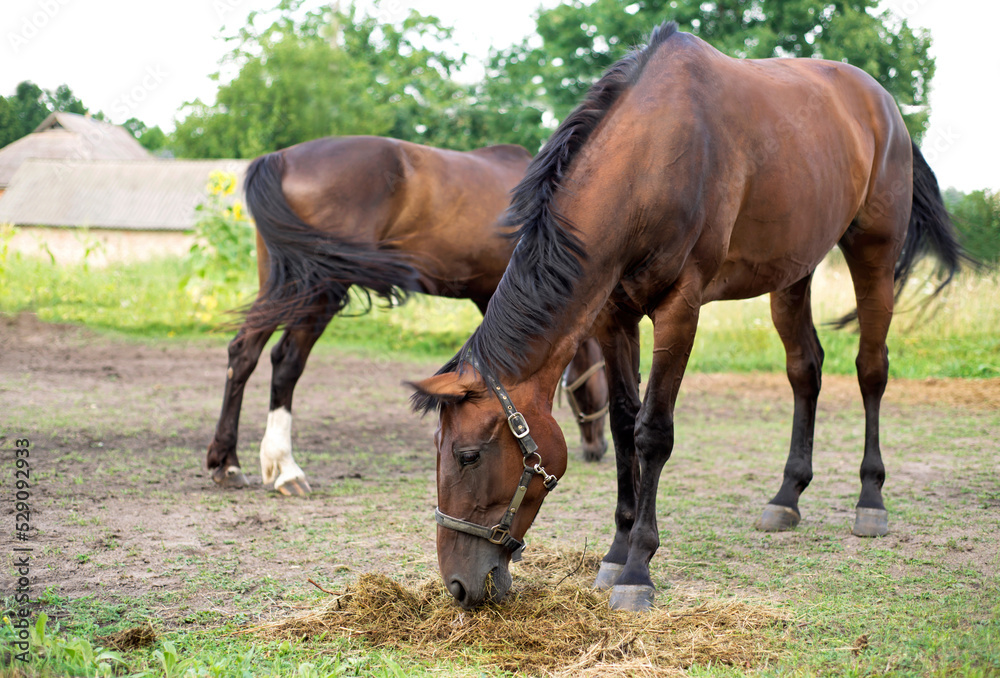 brown horses frolic in the stable. horse breeding brown horses frolic in the stable. horse breeding