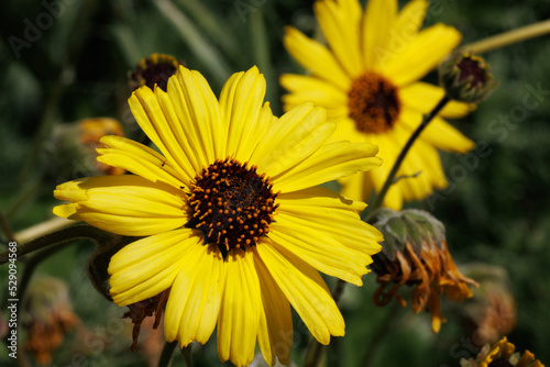 Yellow flowering terminal indeterminate racemose radiate head inflorescences of Encelia Californica, Asteraceae, native gynomonoecious deciduous shrub in the Santa Monica Mountains, Springtime.