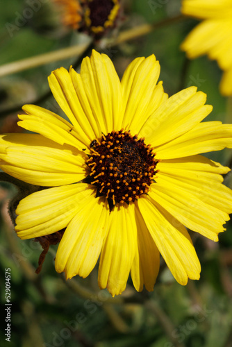 Yellow flowering terminal indeterminate racemose radiate head inflorescences of Encelia Californica  Asteraceae  native gynomonoecious deciduous shrub in the Santa Monica Mountains  Springtime.