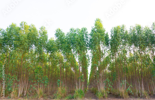 Eucalyptus tree for the paper industry