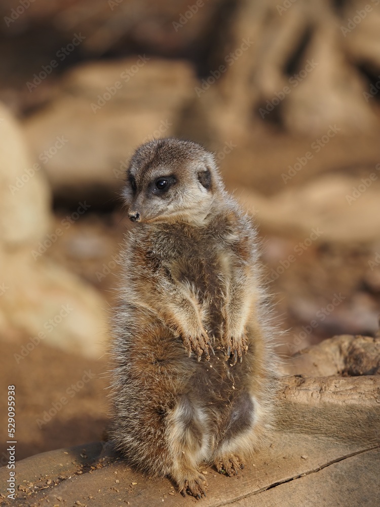 Fototapeta premium ミーアキャット