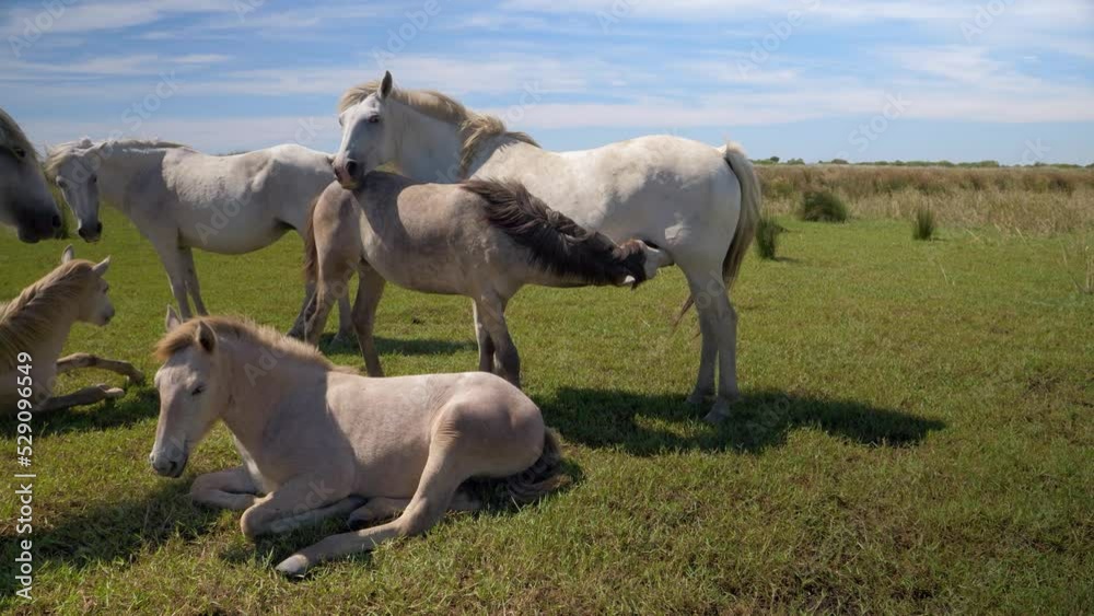 Herd of horses together with a baby horse drinking milk from it's mother. Herd of horses together with a baby horse drinking milk from it's mother.