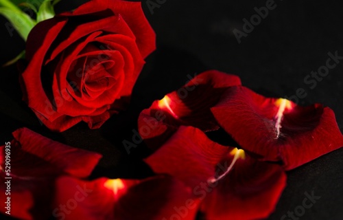 Fototapeta Naklejka Na Ścianę i Meble -  Red rose and petals