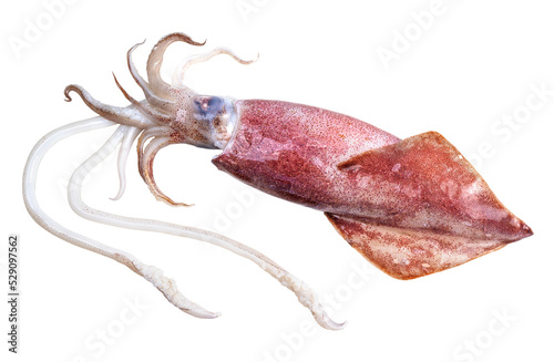 Canvastavla Fresh squid isolated on white background, Squid isolated on white with clipping path