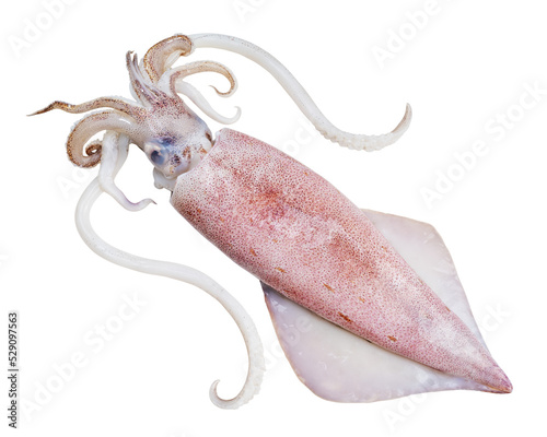 Fresh squid isolated on white background, Squid isolated on white with clipping path. photo