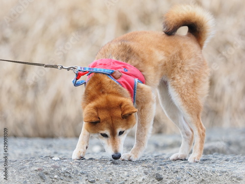 柴犬（しばいぬ）