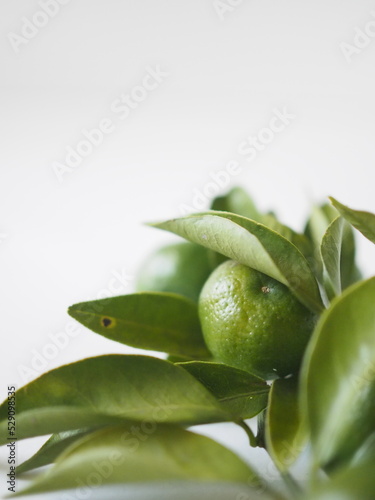 シークワーサー