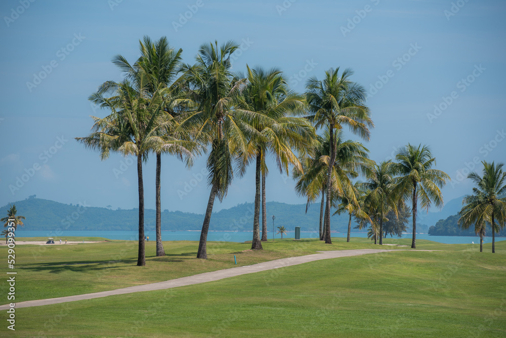 Coconut of road in golf course blue sky in sunny day take with tele lens