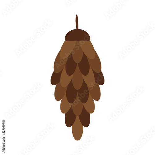 Spruce cone on a white background