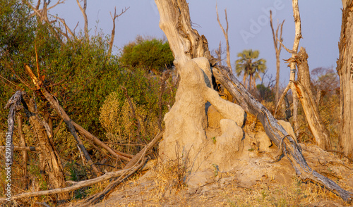 Termite mound shaped into a human form by wind and rain erosion