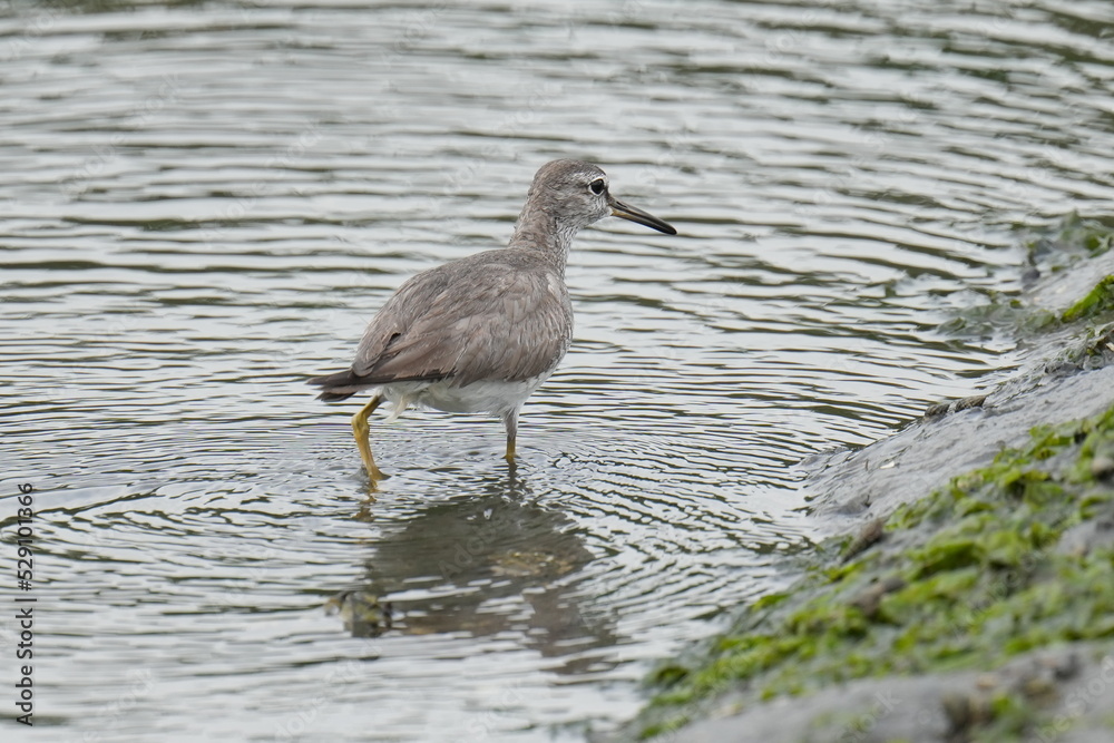 grey tailed tattler in a seashore grey tailed tattler in a seashore