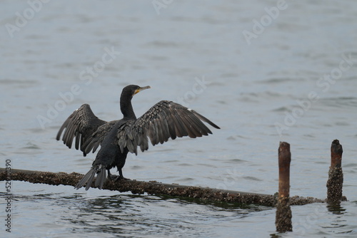 cormorant in a seashore © Matthewadobe