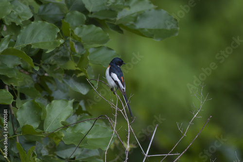 White-bellied minivet (Pericrocotus erythropygius) observed at Parinche village near Saswad in Maharashtra, India photo