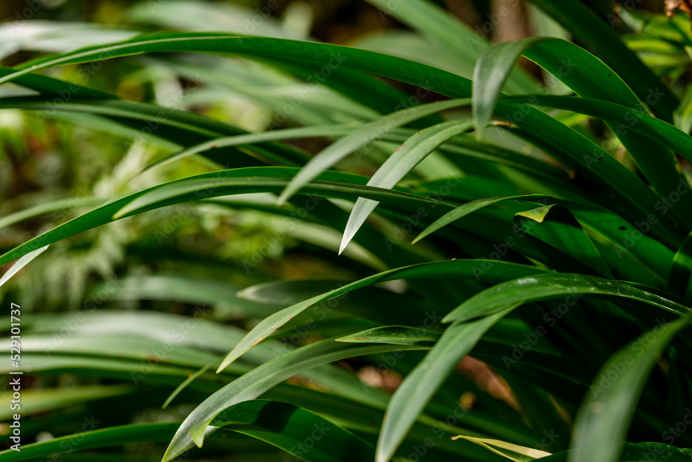 Fototapeta premium foliage in a tropical garden