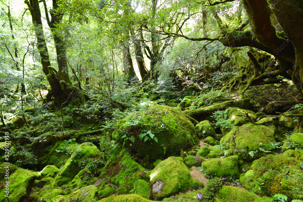 fern in the forest fern in the forest
