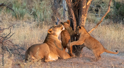Lioness and two cubs isolated under a tree in the wild