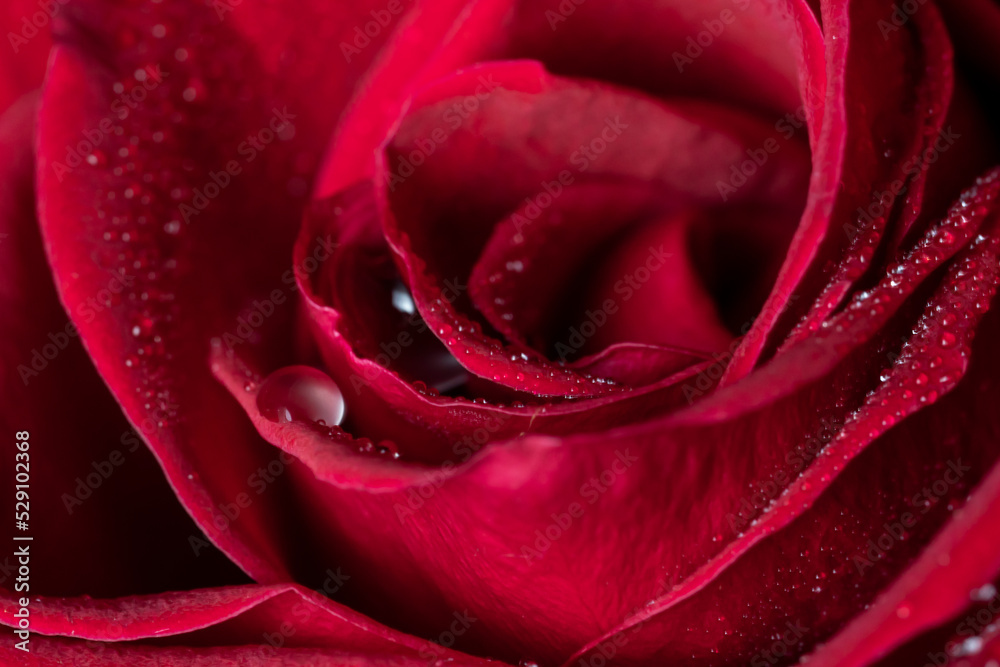 Drops of water on the petals of a red rose in blur out of focus. Floral background for photo wallpaper, screen saver, banner. High quality photo