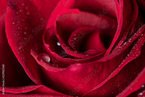 Drops of water on the petals of a red rose in blur out of focus. Floral background for photo wallpaper, screen saver, banner. High quality photo photo