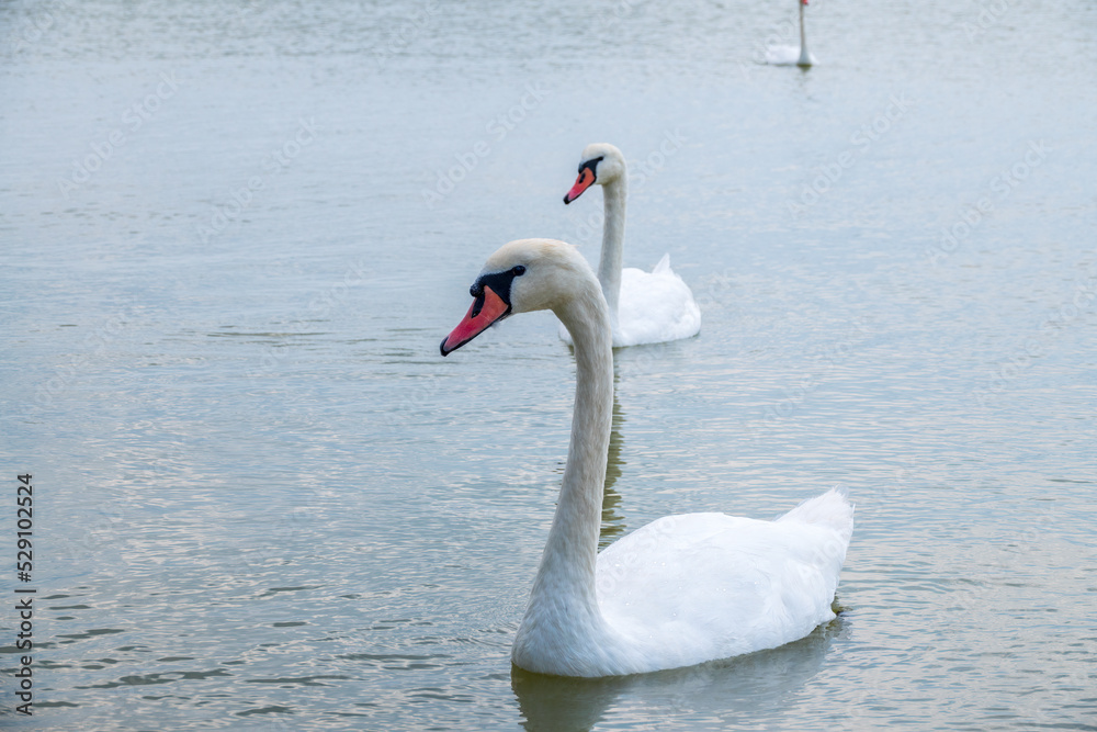 Fototapeta premium Two Graceful white Swans swimming in the lake, swans in the wild