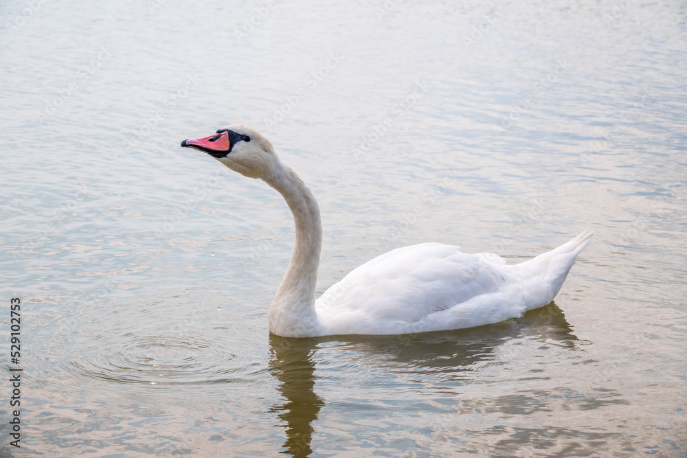 Fototapeta premium Graceful white Swan swimming in the lake, swans in the wild. Portrait of a white swan swimming on a lake.