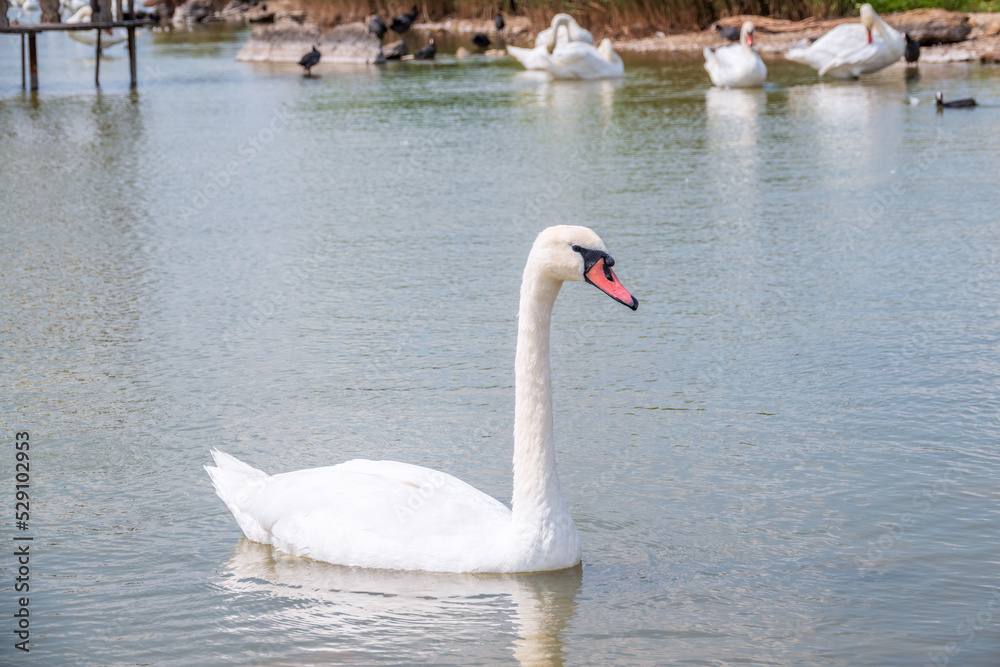 Graceful white Swan swimming in the lake, swans in the wild. Portrait of a white swan swimming on a lake. Graceful white Swan swimming in the lake, swans in the wild. Portrait of a white swan swimming on a lake.