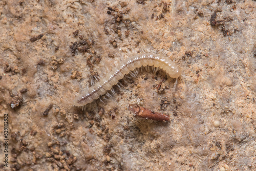 Young greenhouse millipede, Oxidus gracilis, walking on the soil © Jorge