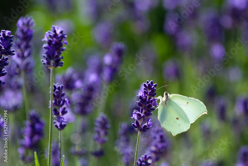 Lavender field in France with butterflies