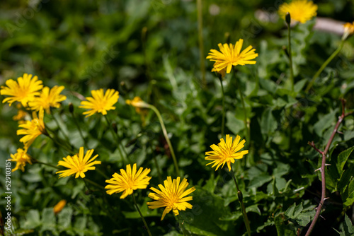   Aposeris foetida flower in meadow  close up 