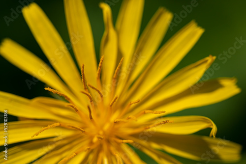  Aposeris foetida flower in meadow, close up 