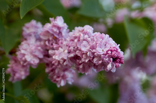Close up of lilac branch in bloom
