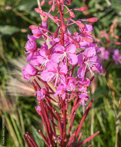 Bright and obvious fireweed wildflower