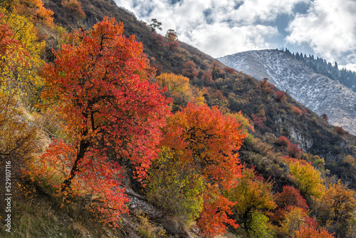 Trees with autumn leaves in the mountains © Max Zolotukhin