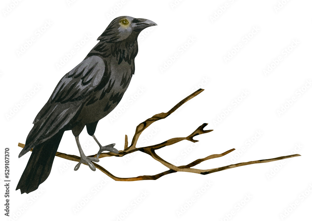 Raven on a branch - dark watercolor illustration isolated on white.