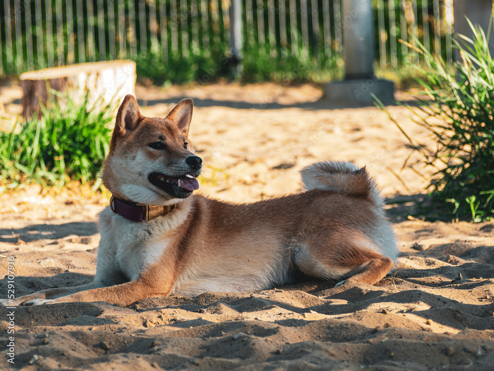 Shiba Inu plays on the dog playground in the park. Cute dog of shiba inu breed walking at nature in summer. walking outside. Shiba Inu plays on the dog playground in the park. Cute dog of shiba inu breed walking at nature in summer. walking outside.